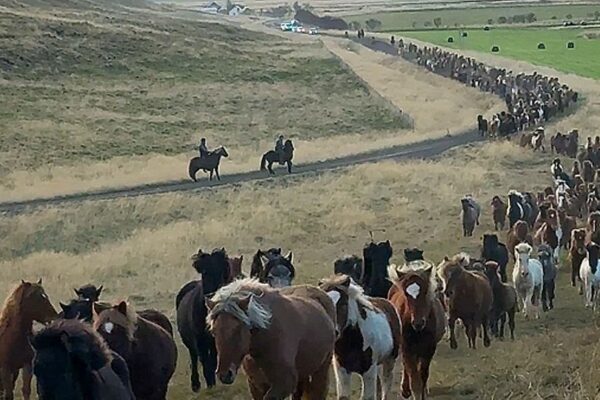 Εκατοντάδες υπέροχα άλογα επιστρέφουν σπίτι τους στην Ισλανδία- Βίντεο